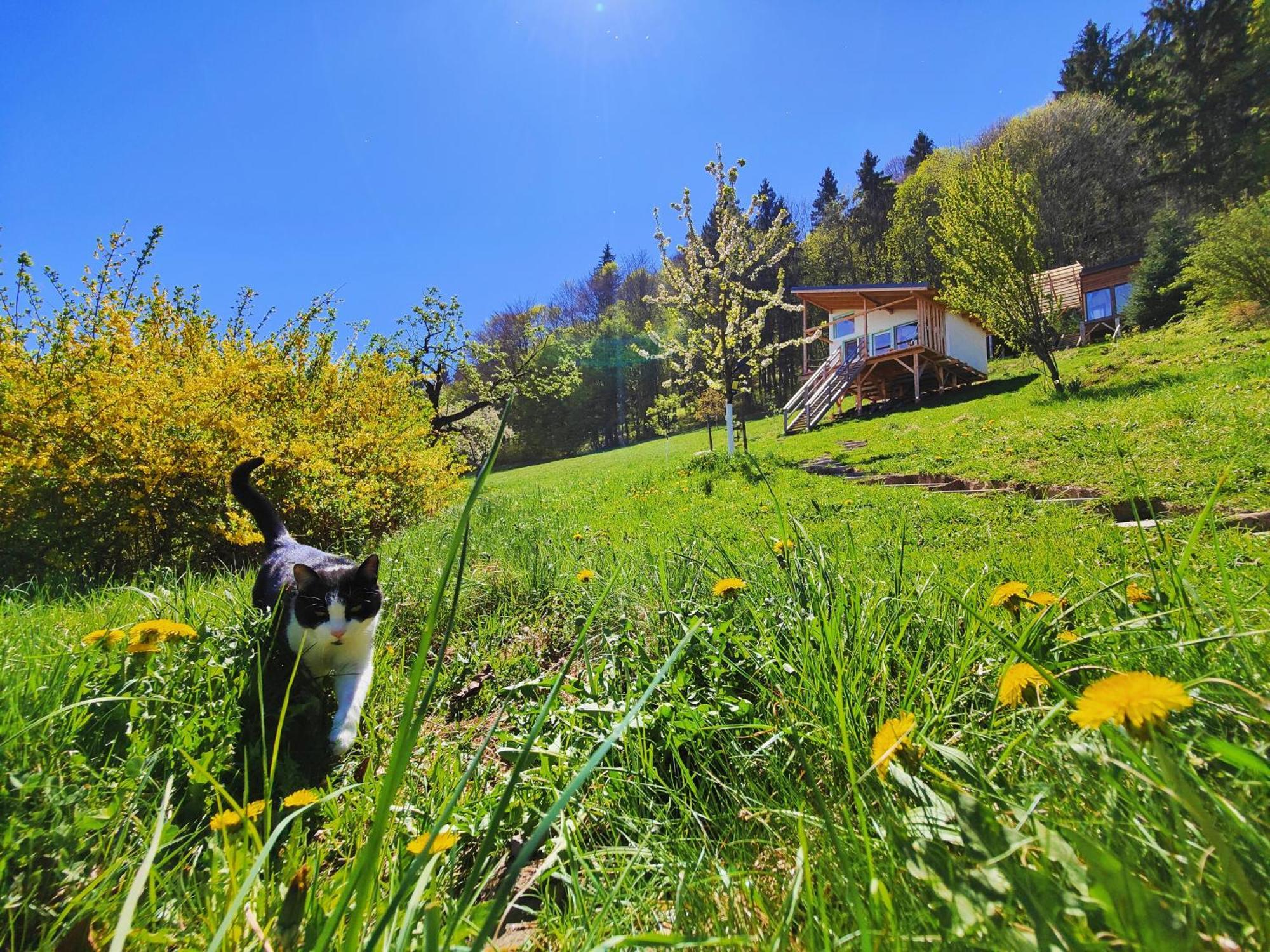 Rainbow Chalet Bran (Brasov) Exterior foto